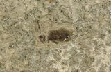 Fossil March Fly (Plecia) - Green River Formation #67637-2